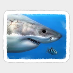 Great white and pilot fish Sticker